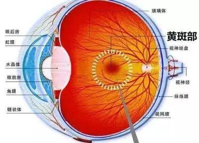 合肥华厦名人眼科|眼睛里长黄斑了!?如何预防黄斑病变?